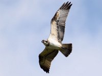 Fischadler (Pandion haliaetus) 35